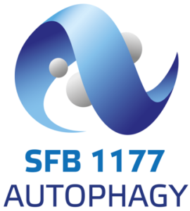Autophagy SFB1177 Sjoerd van Wijk